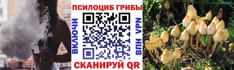 где найти наркотики  Великий Устюг  Псилоцибиновые грибы Psilocybine cubensis 